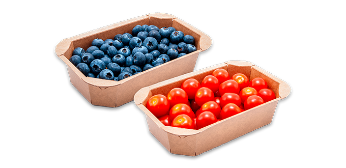 Synergy 37H40 con arándanos y tomates