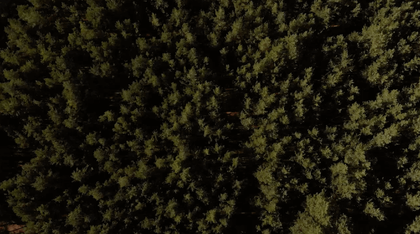 Bosque verde